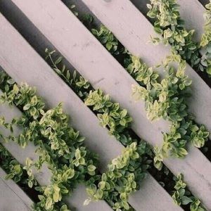 Meet your Posher, Mia